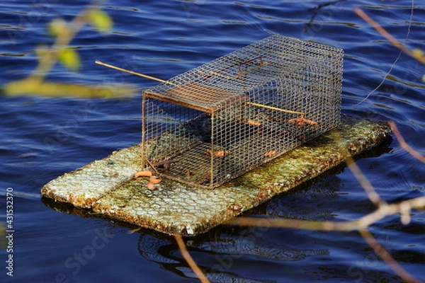 Obraz Piège à ragondin