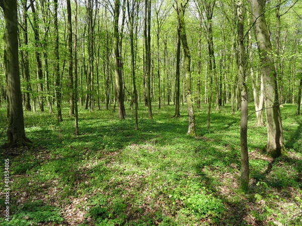 Fototapeta Green spring forest in sunlight.