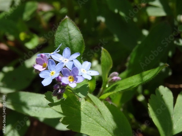 Fototapeta Myosotis scorpioides, the true forget-me-not or water forget-me-not in sunlight.