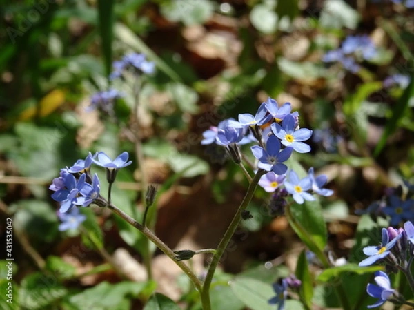 Fototapeta Myosotis scorpioides, the true forget-me-not or water forget-me-not in sunlight.