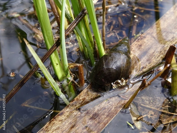 Fototapeta Lymnaea stagnalis, the great pond snail in the water in sunlight.