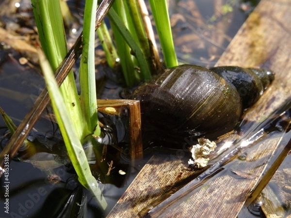 Fototapeta Lymnaea stagnalis, the great pond snail in the water in sunlight.