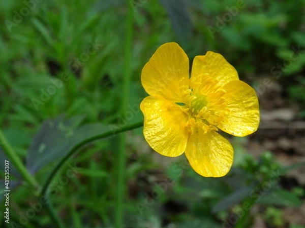 Fototapeta Meadow buttercup, tall buttercup, common buttercup and giant buttercup (Ranunculus acris) with green background.