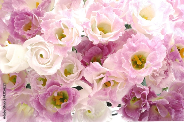 Fototapeta トルコ桔梗