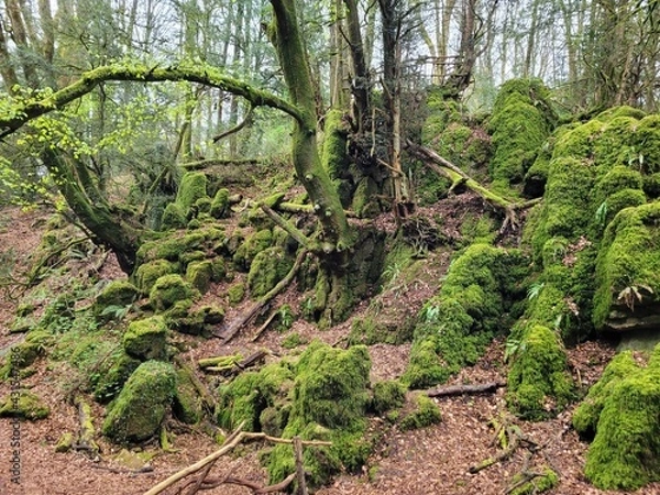 Obraz tropical forest