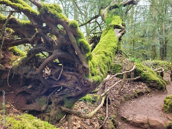 Obraz green winged macaw
