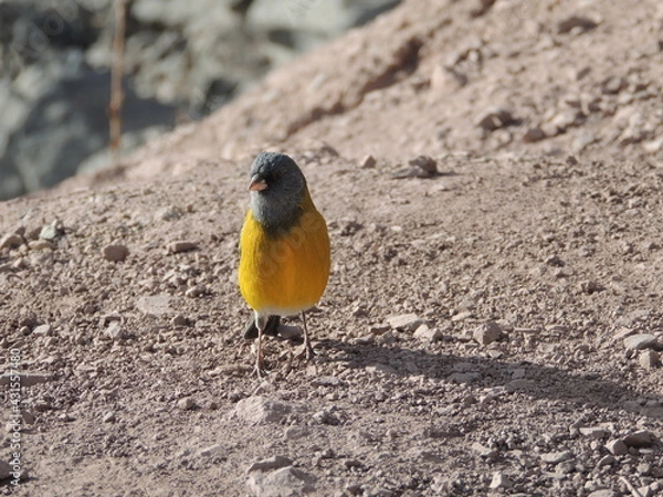 Fototapeta Yellow bird