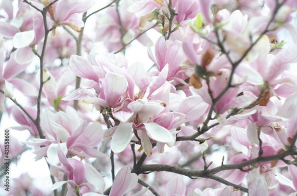 Obraz Beautiful purple magnolia flowers in the spring season on the magnolia tree. Blue sky background.