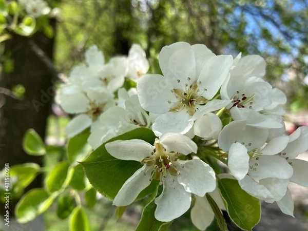 Obraz apple tree blossom