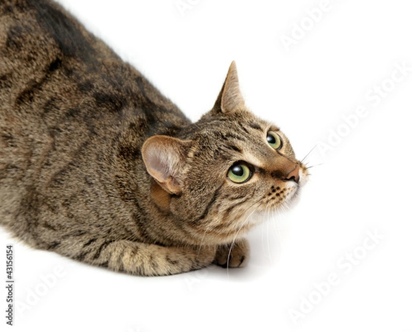 Fototapeta tabby cat on white