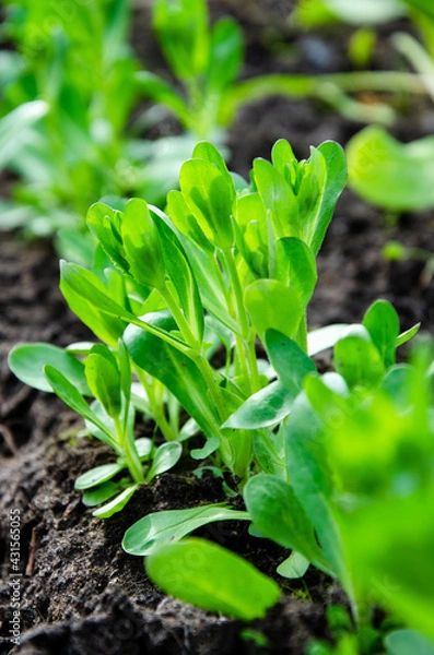 Obraz lamb's lettuce