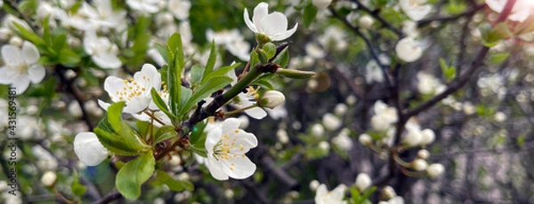 Obraz blurred background apple blossom in spring