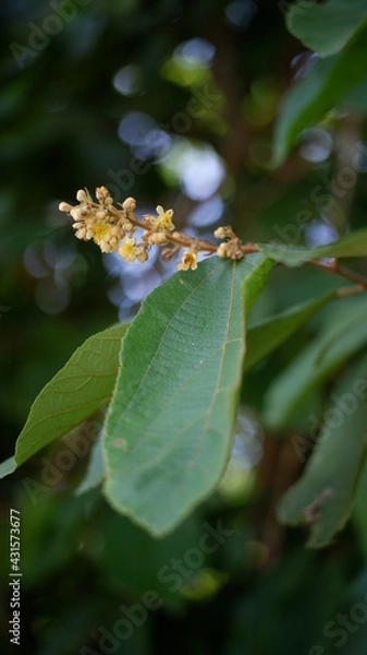 Obraz dragonfly on a flower