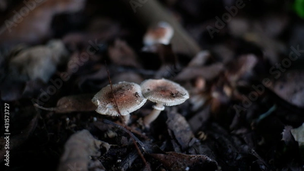 Obraz mushroom in the forest