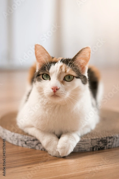 Obraz Disgruntled cat lies on a scratching post