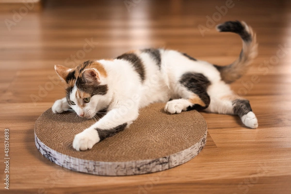 Fototapeta Cat sharpens its claws on a scratching post