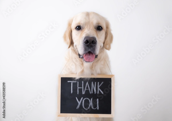 Fototapeta The dog is holding a black sign with the words "thank you". Golden Retriever sits on a white background and looks into the camera with an advertising banner.