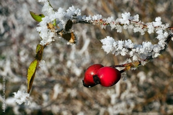 Obraz Winterwunderland