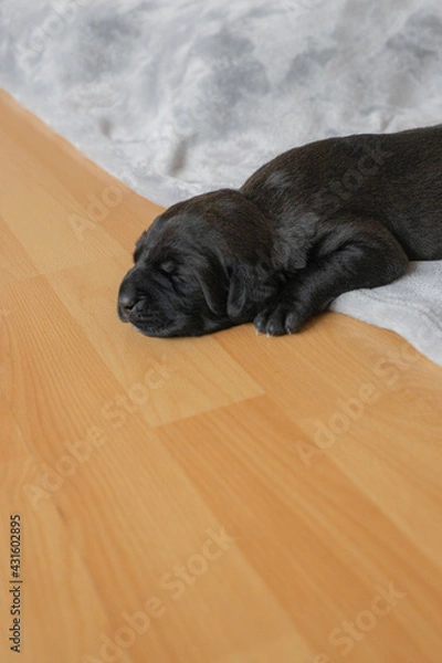 Fototapeta black labrador puppy