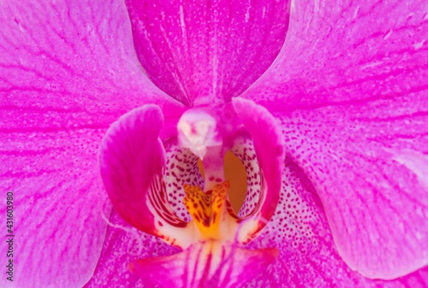 Obraz orchid