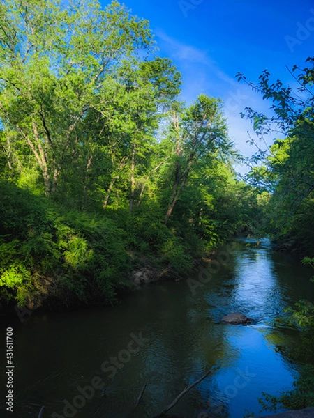 Obraz river in the forest