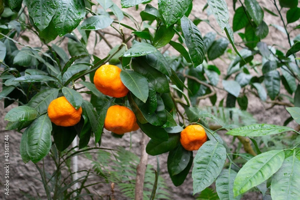 Obraz Branches of citrus trees with fruits in a botanical garden