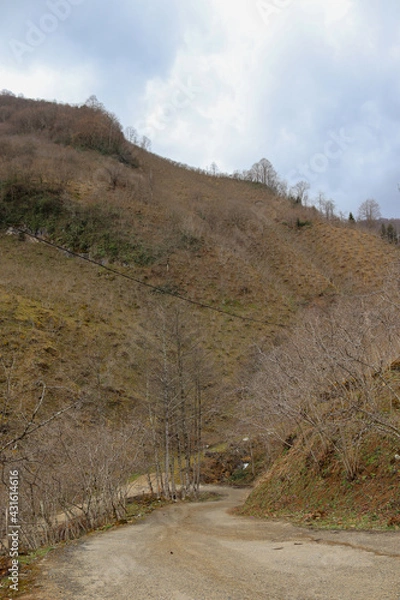 Fototapeta hazelnut trees