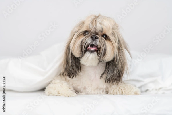 Fototapeta Shih tzu puppy lies under white blanket on a bed at home