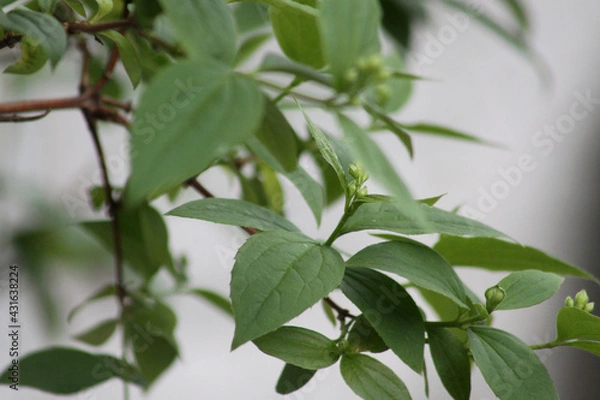 Fototapeta jasmine buds close-up with green leaves in background