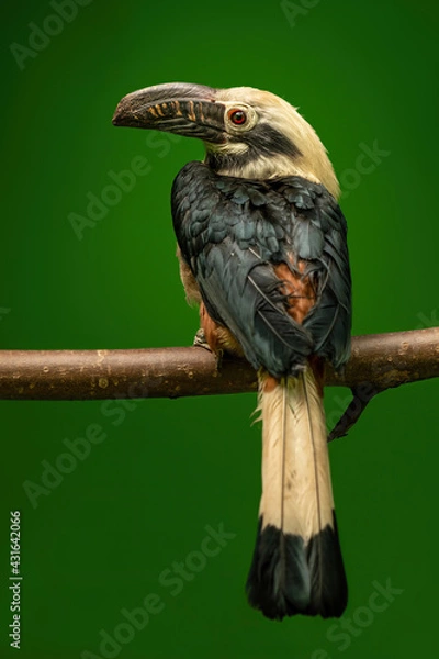 Obraz The Visayan hornbill (Penelopides panini) sitting on a branch, portrait on a green background