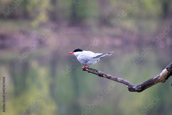 Obraz red winged blackbird
