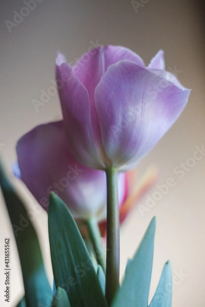 Obraz tulip macro
