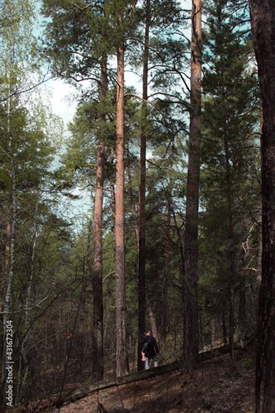 Obraz Beautiful view of huge pine trees in a forest with moss covered boulders. Rachaiskiy Alps, Samara