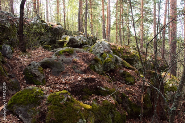 Obraz Beautiful view of huge pine trees in a forest with moss covered boulders. Rachaiskiy Alps, Samara