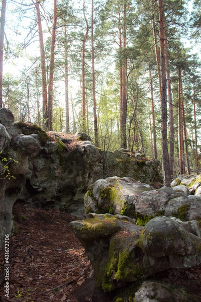 Fototapeta Beautiful view of huge pine trees in a forest with moss covered boulders. Rachaiskiy Alps, Samara