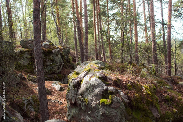 Fototapeta Beautiful view of huge pine trees in a forest with moss covered boulders. Rachaiskiy Alps, Samara