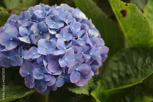 Obraz blue hydrangea flower