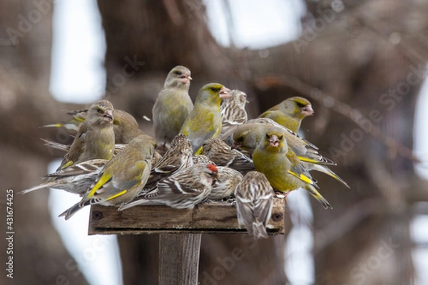Obraz The Bird Feeder