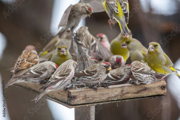Obraz The Bird Feeder