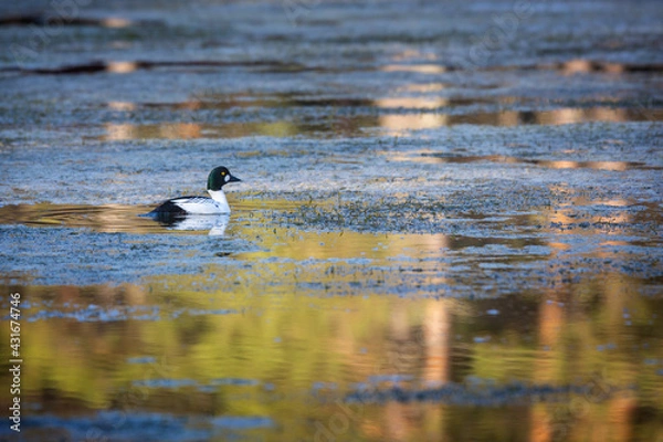 Obraz The Golden Eye