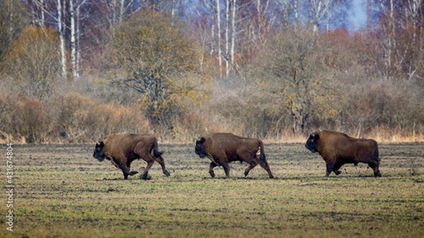 Obraz Three Bisons