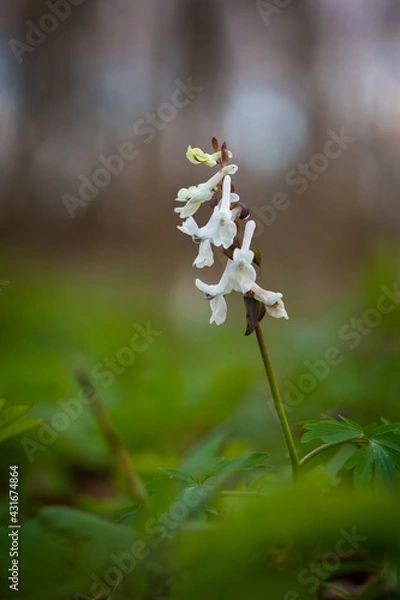 Obraz White spring Flowers