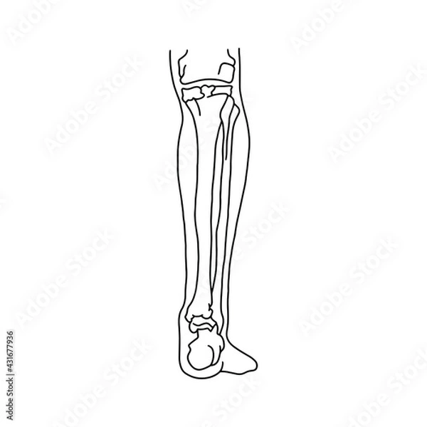 Fototapeta Human calf with skeleton, front view. Human leg bones drawn wines lines on white background. Vector Stock illustration.