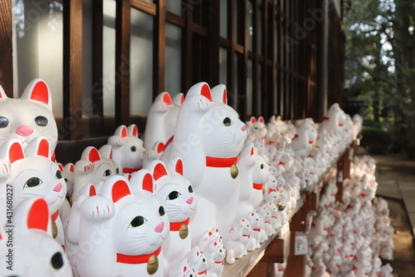 Obraz 豪徳寺の招き猫