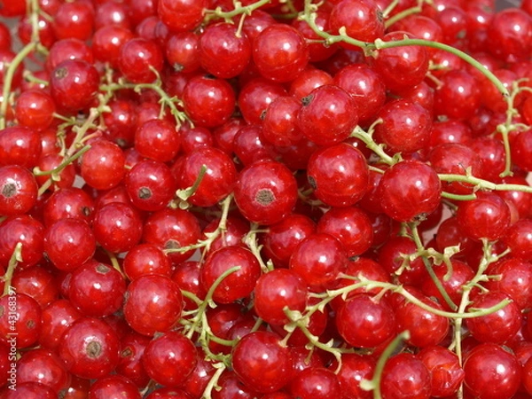 Obraz rote Johannisbeeren