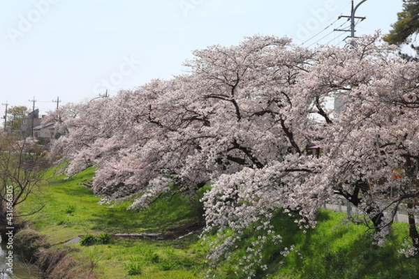 Obraz 春の河川敷に咲くソメイヨシノのサクラの花