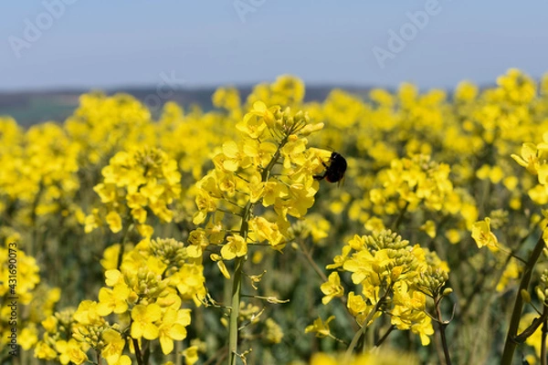 Obraz Bittern on rape
