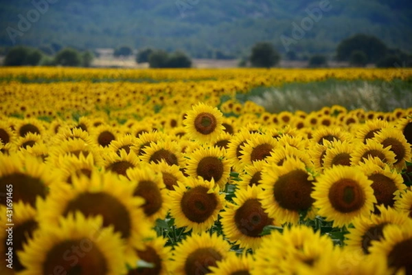 Obraz ducks are in the rıver swimming