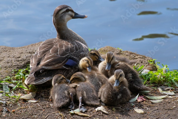 Fototapeta カルガモの親子