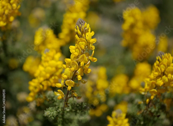 Fototapeta Flora of Gran Canaria -  flowering Adenocarpus foliolosus, Canary Island flatpod natural macro floral background
